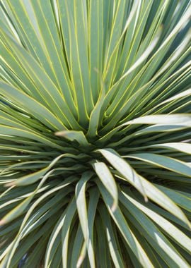 colorful succulent plant 