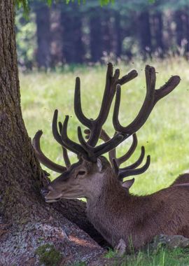 deer in the farm