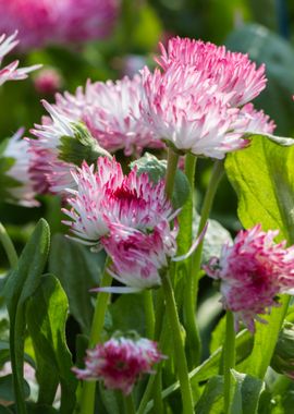 bellis perennis daisy