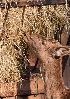 deer in the farm