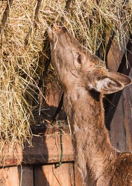 deer in the farm