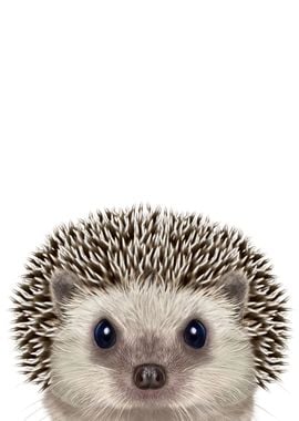 Cute Hedgehog