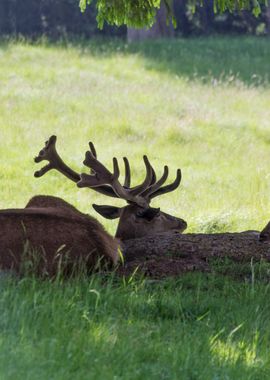 deer in the farm