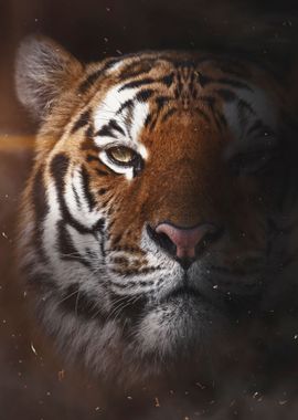 Wild tiger face poster 