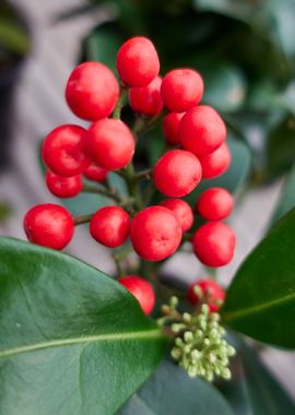 holly in the garden