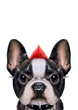 Punk Rock French Bulldog