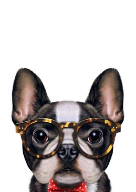 Dandy French Bulldog