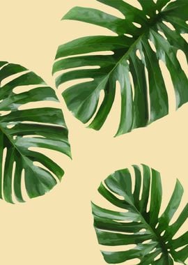 monstera