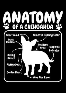 Chihuahua Dog Anatomy