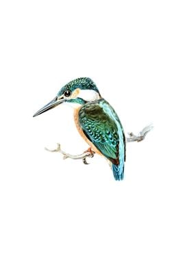 Common Kingfisher Bird