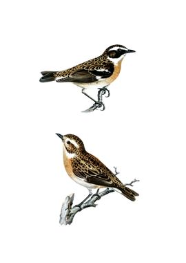 Vintage Whinchat Bird