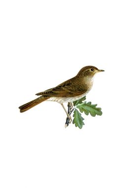 Vintage Thrush Nightingale