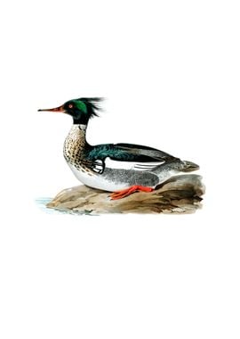 Red Breasted Merganser