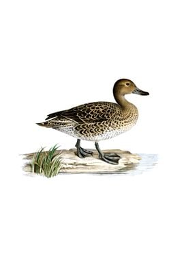 Northern Pintail Duck Bird