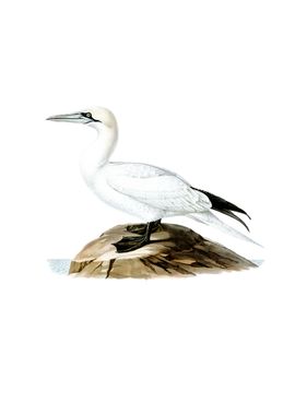 Northern Gannet Bird