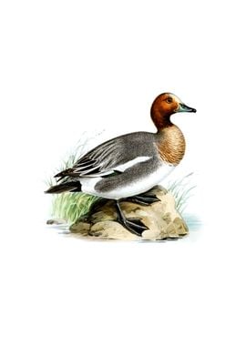 Eurasian Wigeon Bird