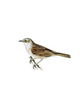 Vintage Dunnock Bird