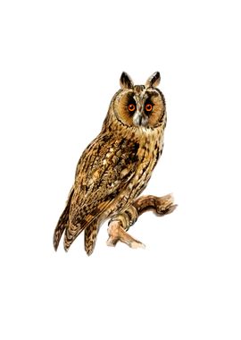 Vintage Long Eared Owl