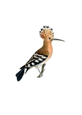 Eurasian Hoopoe Bird