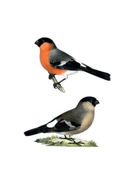 Eurasian Bullfinch Bird