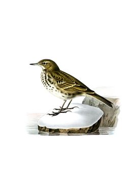 Vintage Water Pipit Bird