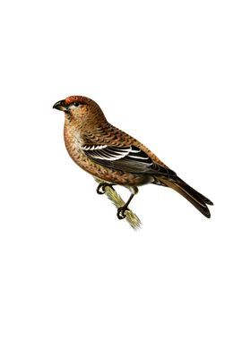 Vintage Pine Grosbeak Bird