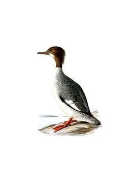 Common Merganser Bird