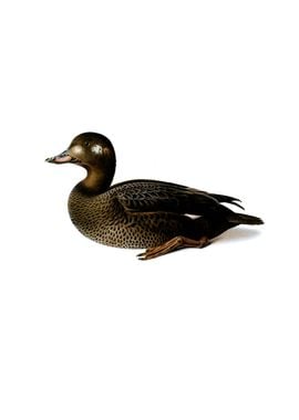 Vintage Velvet Scoter Duck