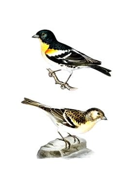 Vintage Brambling Bird