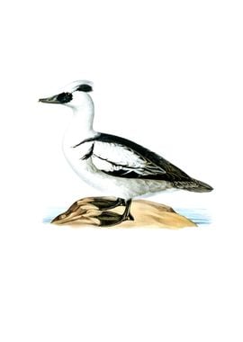 Vintage Smew Duck