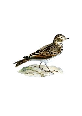 Vintage Eurasian Skylark