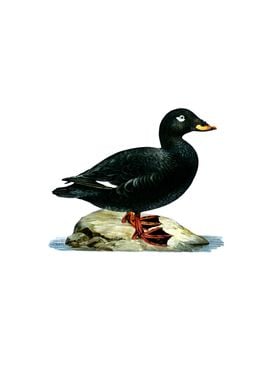 Vintage Velvet Scoter Duck