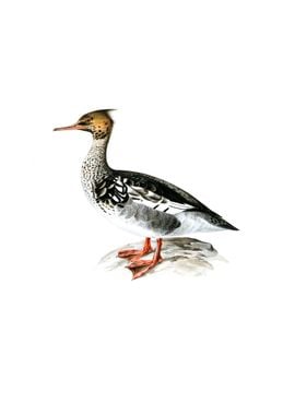 Red Breasted Merganser