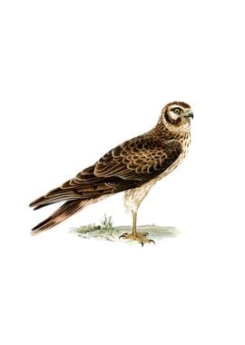 Vintage Pale Harrier Bird