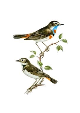 Vintage Bluethroat Bird