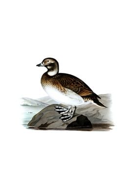 Vintage Long Tailed Duck