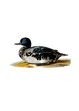 Vintage Black Scoter Duck