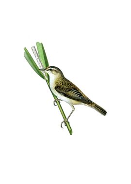 Vintage Sedge Warbler Bird