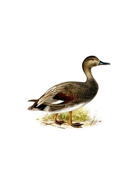 Vintage Gadwall Duck