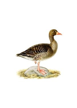 Vintage Greylag Goose Bird