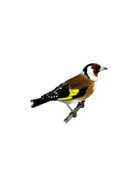 European Goldfinch Bird