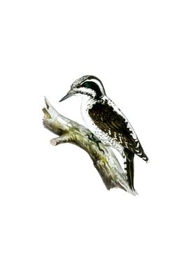 Three Toed Woodpecker Bird