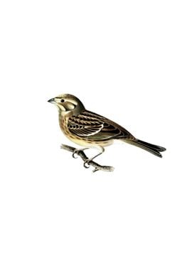 Vintage Yellowhammer Bird