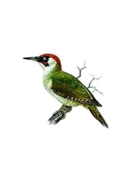 European Green Woodpecker