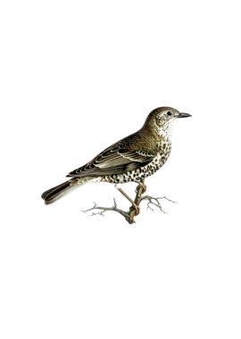 Vintage Mistle Thrush Bird