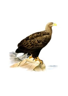 White Tailed Eagle Bird