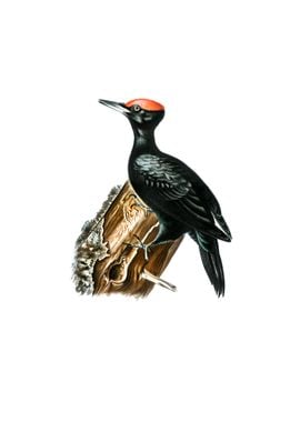 Black Woodpecker Bird