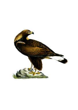 Vintage Golden Eagle Bird