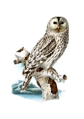 Vintage Ural Owl Bird