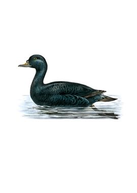 Vintage Common Eider Duck